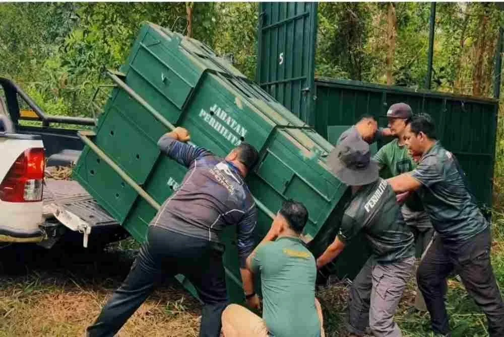 Tapir yang ditangkap dihantar ke Pusat Menyelamat Hidupan Liar di Sungkai, Perak untuk pemeriksaan kesihatan dan rawatan.