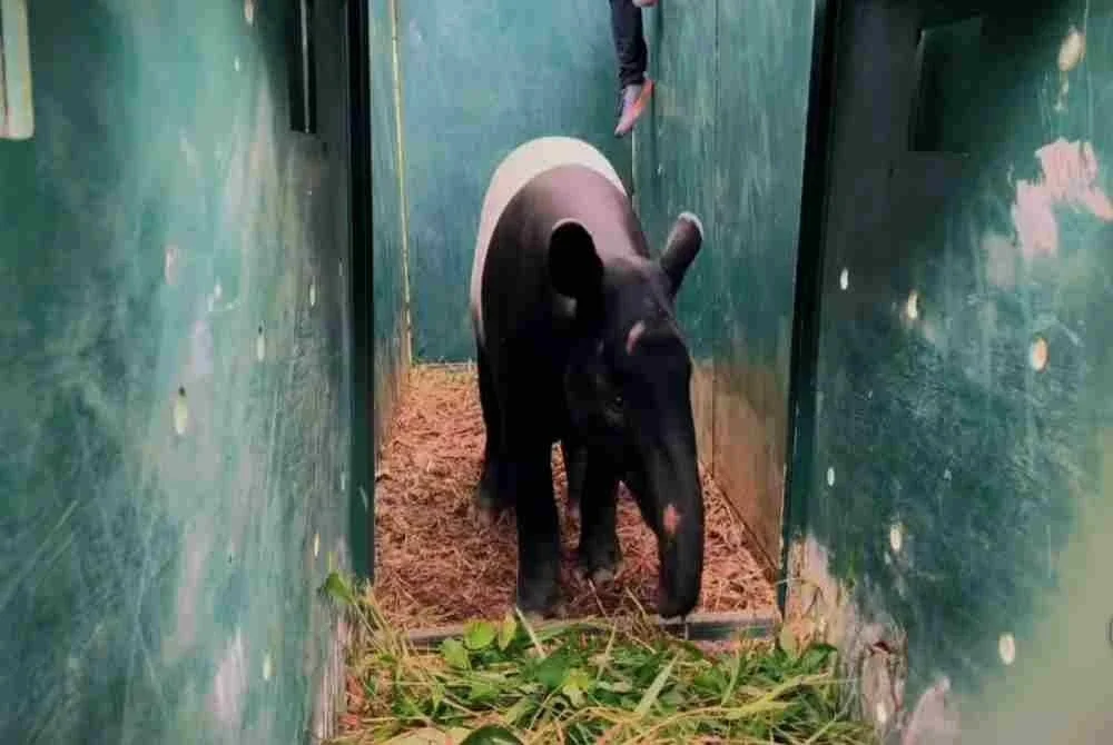 Tapir jantan dewasa anggaran berumur lima tahun dengan berat 245 kilogram itu berjaya ditangkap.