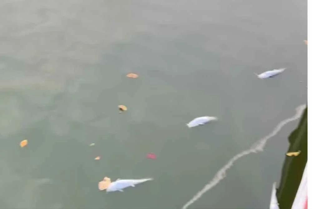 Belum selesai isu patin Siam, bangkai ikan pula ditemui di tasik