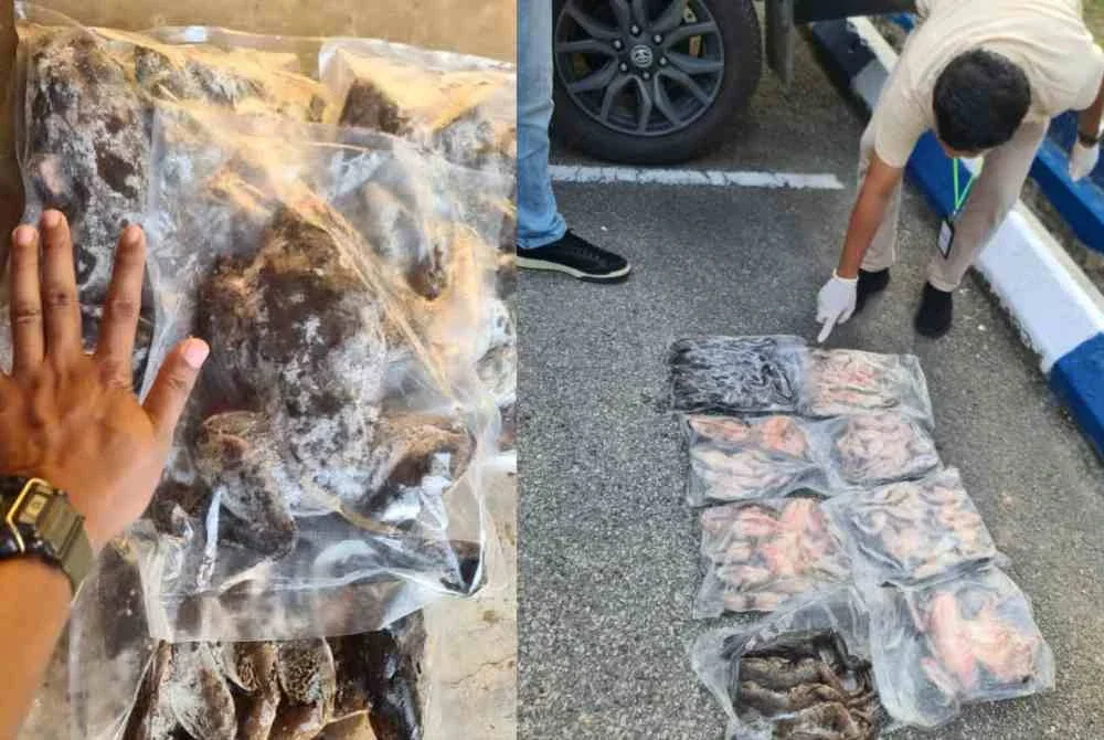 Katak Deman dipercayai mendapat permintaan dalam kalangan pengemar makanan eksotik. FOTO BRIGED TENGGARA PGA