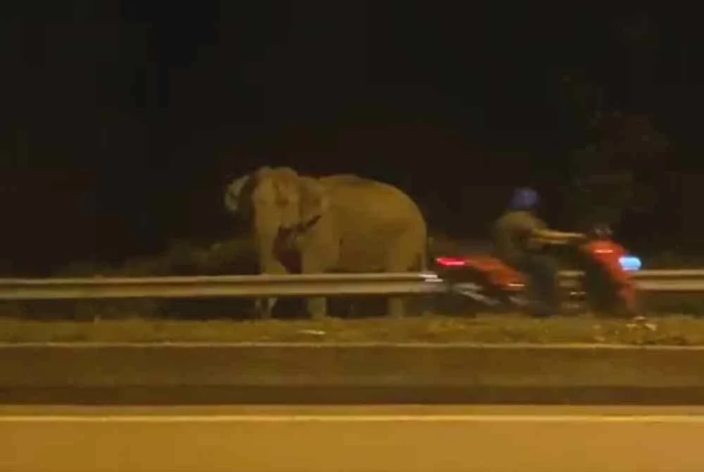 Kelibat gajah liar yang sempat dirakam pengguna jalan raya dipercayai tersesat di sekitar Kijal dan Kemasik sejak pagi Selasa.