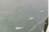 Sejumlah ikan ditemui mati di Tasik Barat, Taman Tasik Shah Alam di sini yang tular di platform Threads.