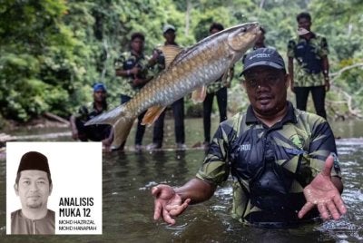 Ikan kelah merupakan antara ikan tempatan yang mempunyai nilai komersial tinggi dalam perikanan air tawar negara. Foto Bernama