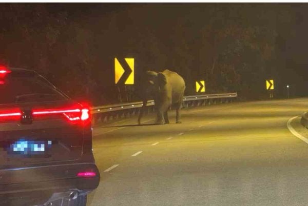 Kelibat gajah liar yang sempat dirakam pengguna jalan raya dipercayai tersesat di sekitar Kijal dan Kemasik sejak pagi Selasa.