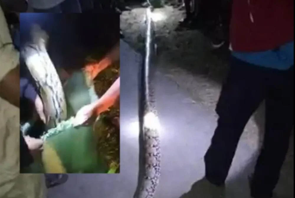 Ular sawa itu kemudiannya dibunuh oleh keluarga mangsa. Foto: Detik.com.