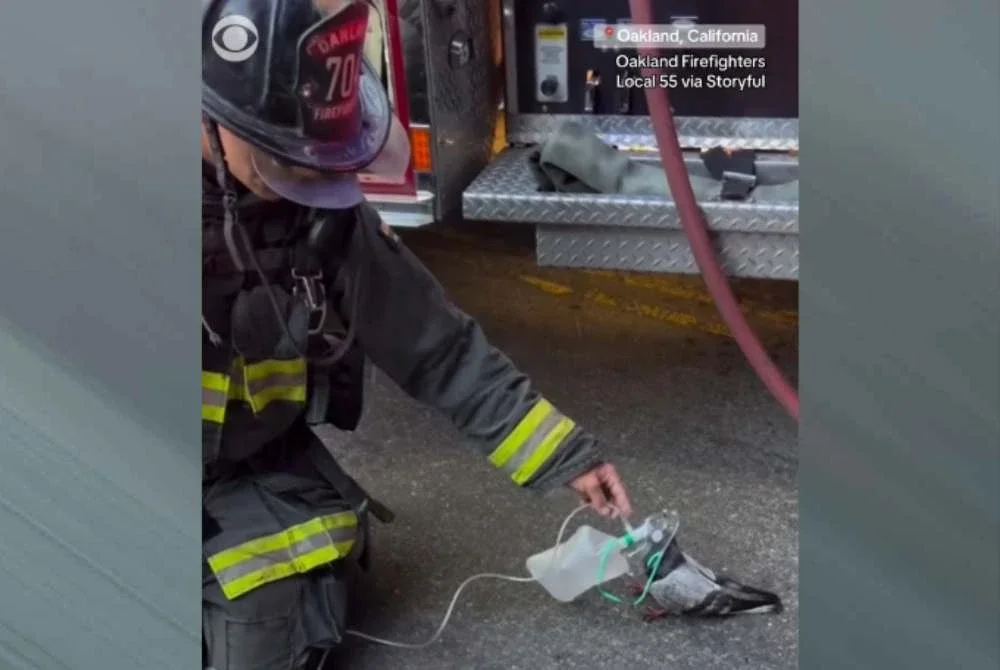 Ia berjaya diselamatkan oleh anggota bomba di Oakland, California, selepas diberikan bantuan oksigen di lokasi kejadian. Foto CBC News.