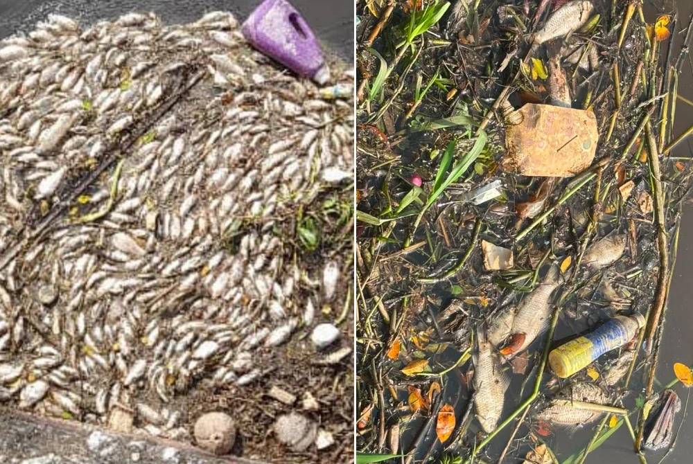 Ribuan ikan mati dipercayai akibat pencemaran yang berlaku di Sungai Sepetang menyebabkan nelayan hilang punca pendapatan.