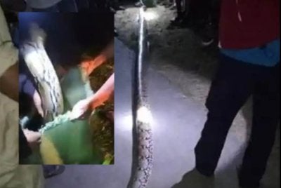 Ular sawa itu kemudiannya dibunuh oleh keluarga mangsa. Foto: Detik.com.