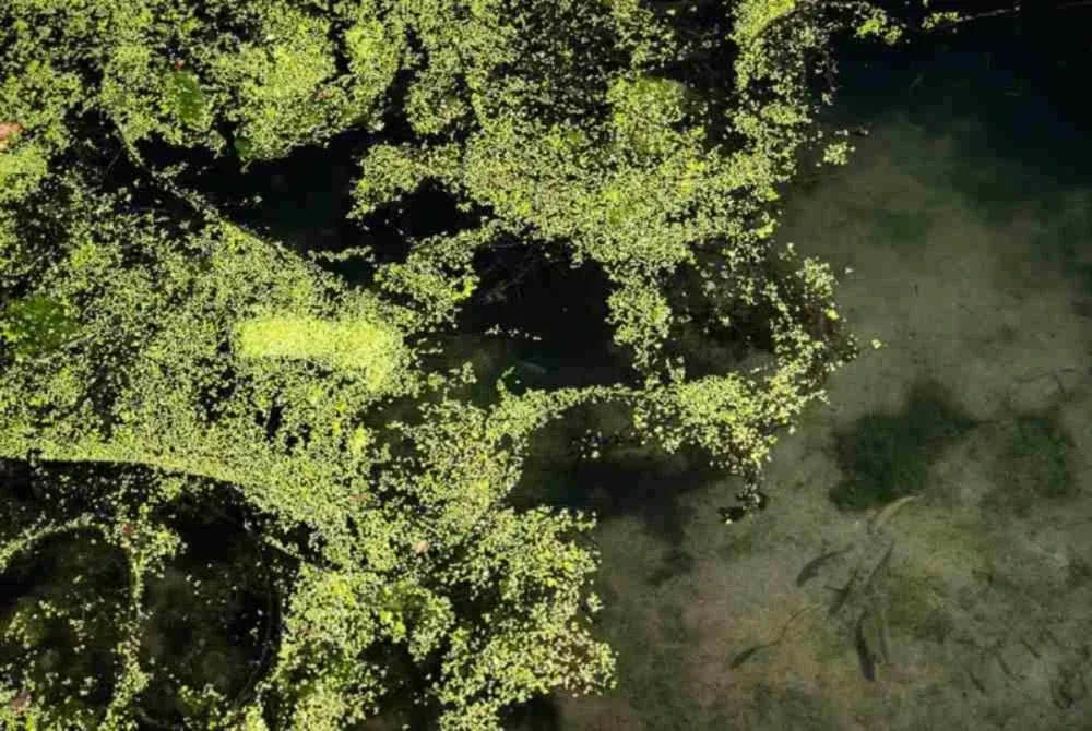 Jisim tumbuhan tersebut memberi kesan kepada rantaian makanan kerana mengurangkan kandungan oksigen di dalam air, sekali gus menjejaskan hidupan akuatik lain. Sumber foto AFP
