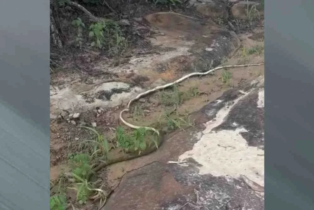 kedua-dua reptilia tersebut dilihat saling bergelut sambil berpusing di atas lantai, sekali gus mencetuskan suasana yang mengejutkan.