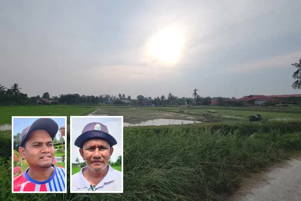 Cuaca panas melampau yang berlarutan menjejaskan tanaman padi di beberapa kawasan seluas 15,000 hektar di daerah Perak Tengah. Gambar kecil dari kiri: Nurfitri dan Azhar