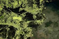 Jisim tumbuhan tersebut memberi kesan kepada rantaian makanan kerana mengurangkan kandungan oksigen di dalam air, sekali gus menjejaskan hidupan akuatik lain. Sumber foto AFP