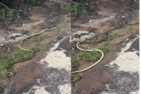 Seorang pengguna media sosial berkongsi detik mengejutkan apabila objek yang pada mulanya disangka cahaya lampu diod pemancar cahaya (LED) di atas tanah sebenarnya dua ekor ular yang sedang bergelut.