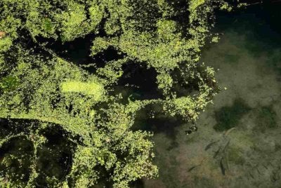 Jisim tumbuhan tersebut memberi kesan kepada rantaian makanan kerana mengurangkan kandungan oksigen di dalam air, sekali gus menjejaskan hidupan akuatik lain. Sumber foto AFP