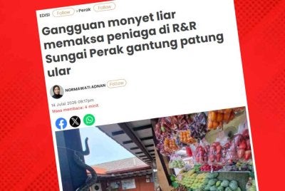 Sinar Harian melaporkan gangguan monyet liar di R&R Sungai Perak arah utara menjejaskan keselesaan pengunjung serta operasi peniaga.