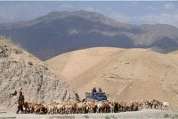 Mangsa merupakan sebahagian daripada sekumpulan 19 individu yang dilaporkan melalui kawasan gurun terpencil merentasi wilayah Helmand dan Nimroz dalam usaha memasuki Iran. Foto AFP