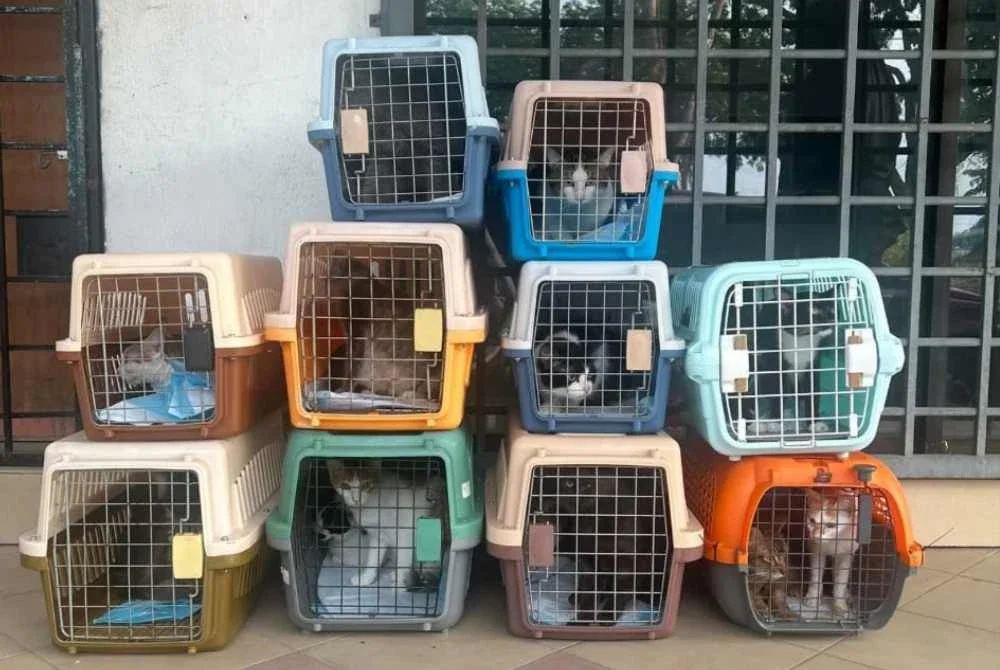 Kucing-kucing yang terselamat dibawa balik untuk diberikan rawatan dan makanan. Foto: FB Wan KomiKimi