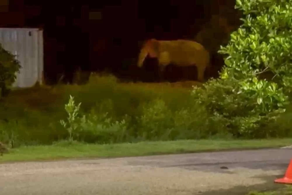 Penduduk sempat merakam kelibat dua ekor gajah liar yang memasuki kawasan perumahan Taman Wangsa Mewangi, berhampiran Jalan Gua Musang-Kuala Lipis. Foto Bernama.