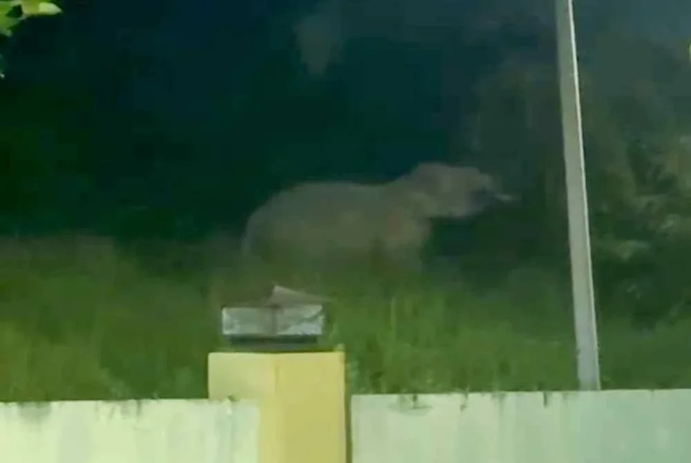 Penduduk sempat merakam kelibat dua ekor gajah liar yang memasuki kawasan perumahan Taman Wangsa Mewangi, berhampiran Jalan Gua Musang-Kuala Lipis. Foto Bernama.