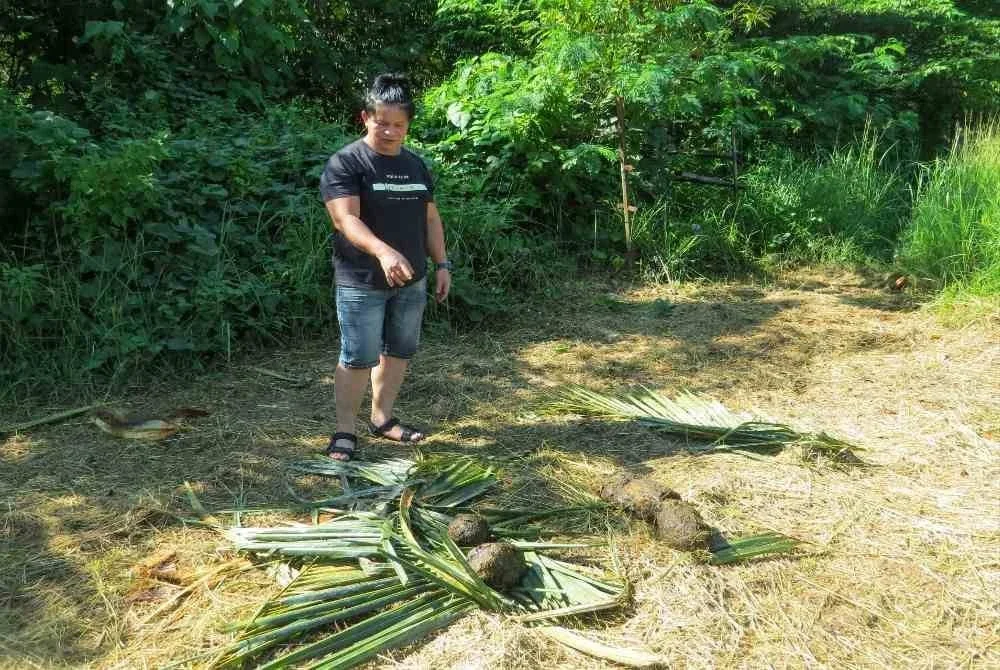 Penduduk menunjukkan najis yang ditinggalkan oleh dua ekor gajah liar yang muncul secara tiba-tiba di sebuah taman perumahan dalam kawasan bandar di Taman Wangsa Mewangi, hampir 500 Meter dari jalan utama Gua Musang-Kuala Lipis. Foto Bernama
