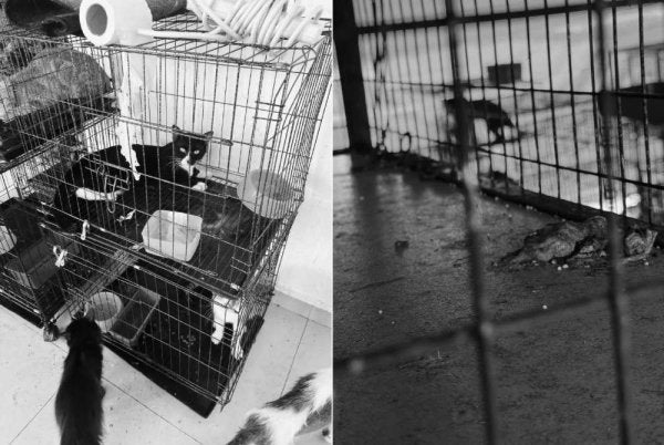 Pemeriksaan mendapati kira-kira 30 bangkai kucing ditemui dalam rumah yang ditinggalkan sebuah keluarga. - Foto: FB Wan KomiKimi