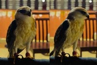 Seekor burung helang bagi spesies Black-winged Kite dirampas dalam serbuan di sebuah rumah di Kapar, Klang pada Isnin. Foto PSP