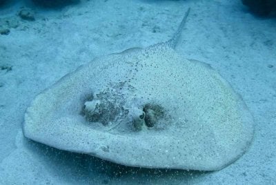 Pari duri kali terakhir dilaporkan berada di Pulau Layang-Layang pada 2005.