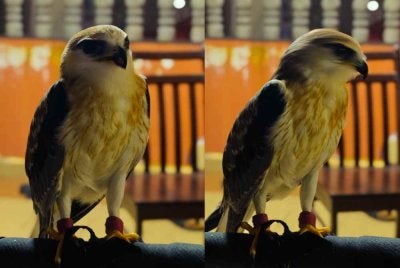 Seekor burung helang bagi spesies Black-winged Kite dirampas dalam serbuan di sebuah rumah di Kapar, Klang pada Isnin. Foto PSP
