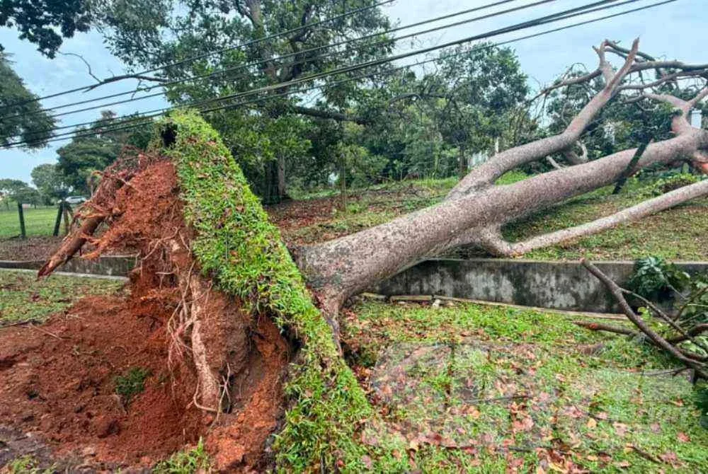 Keadaan pokok yang tumbang lalu menghempap kediaman Kalsom pada Rabu.