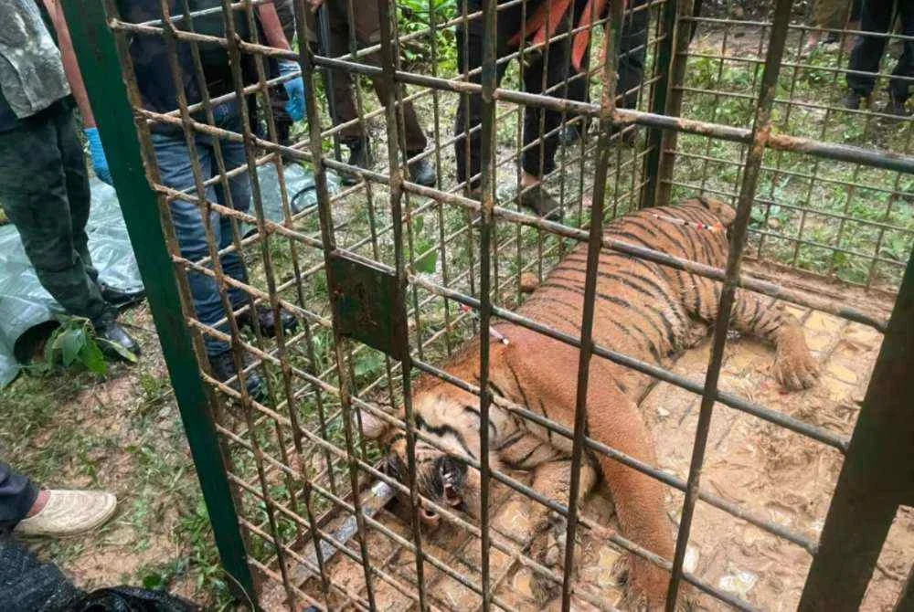Harimau betina dianggarkan berusia tidak melebihi 10 tahun dan berada dalam keadaan sihat, cuma terdapat luka ringan di bahagian muka. Foto Perhilitan