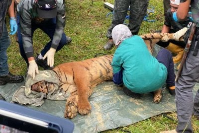 Operasi pemindahan berjalan lancar dengan bantuan polis bagi memastikan keselamatan sepanjang proses dijalankan. Foto Perhilitan