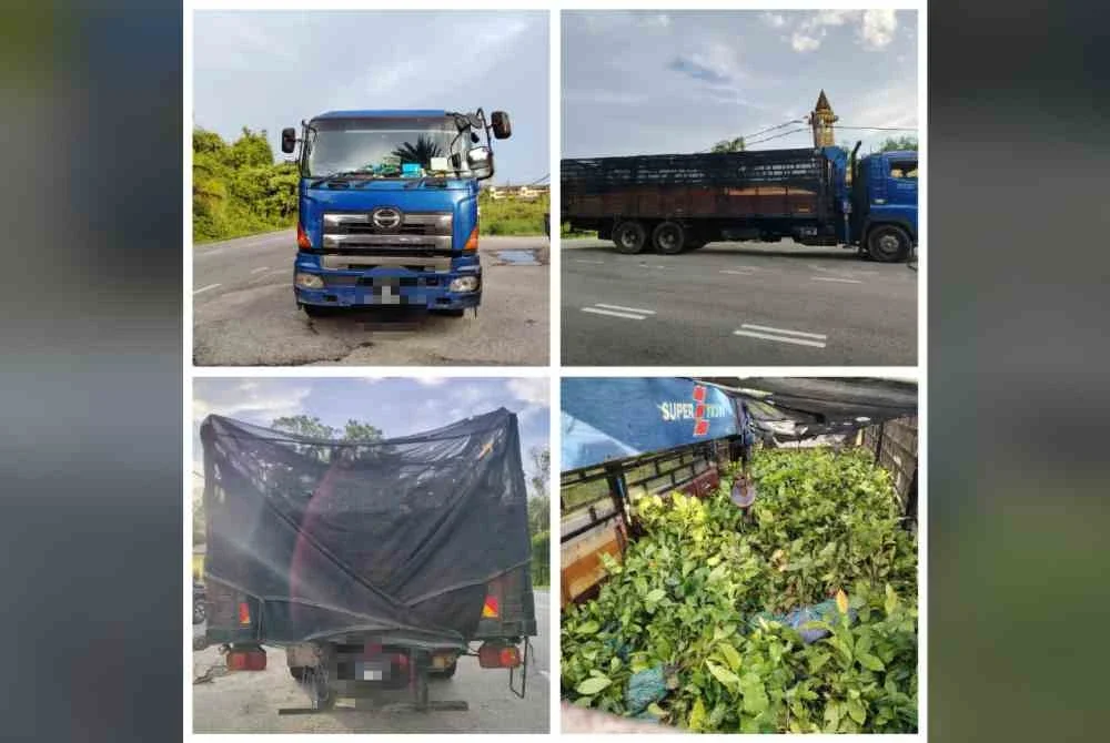 Pemeriksaan ke atas lori yang dipandu lelaki tempatan berusia 39 tahun itu menemukan 20,000 anak pokok kopi di bahagian muatan belakang kenderaan.