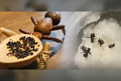 Restoran dua bintang Michelin di Seoul berdepan pendakwaan selepas didakwa menggunakan semut import sebagai hiasan pencuci mulut. 