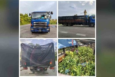 Pemeriksaan ke atas lori yang dipandu lelaki tempatan berusia 39 tahun itu menemukan 20,000 anak pokok kopi di bahagian muatan belakang kenderaan.