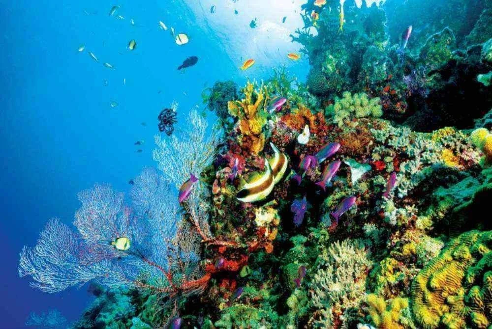 Khazanah marin ini menjadi habitat kepada ribuan spesies hidupan laut termasuk lebih 1,600 spesies ikan dan 600 jenis karang.