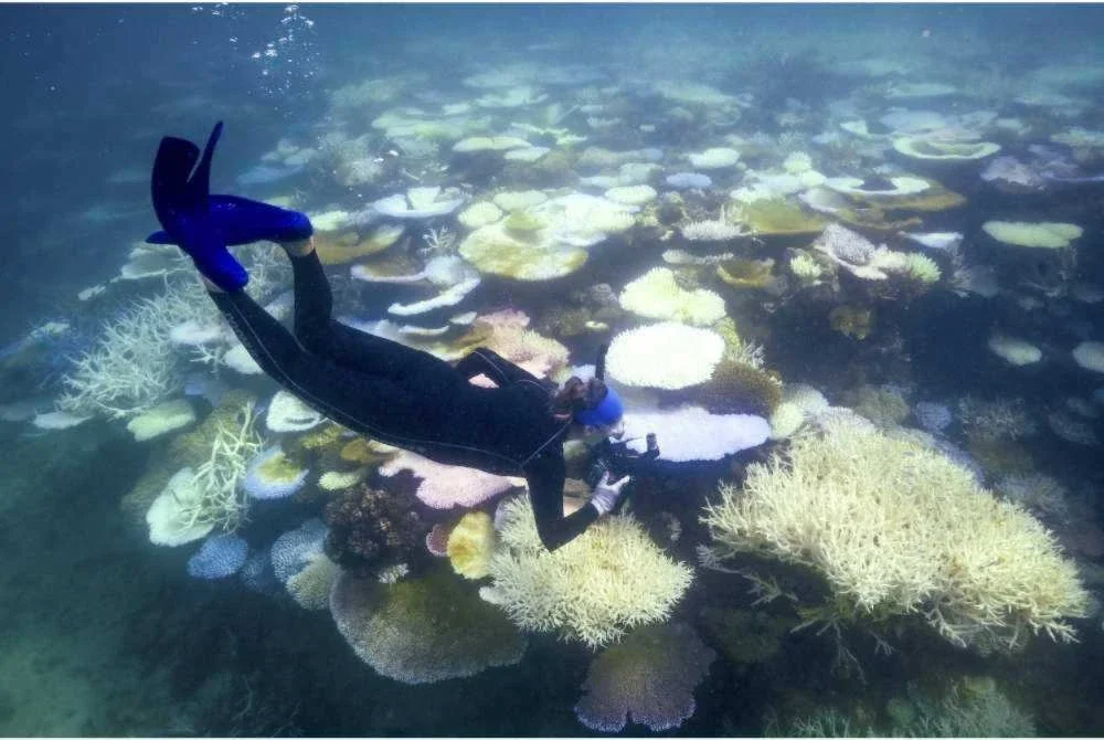 Seorang ahli biologi marin sedang memeriksa dan merekod keadaan karang yang mengalami pelunturan teruk. Foto agensi/AFP