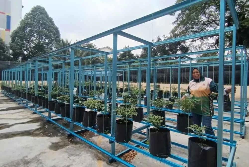 Pengerusi KRT PPR Beringin, Che Roziani Mohd Sharif menunjukkan kebun komuniti diusahakan di PPR Beringin.