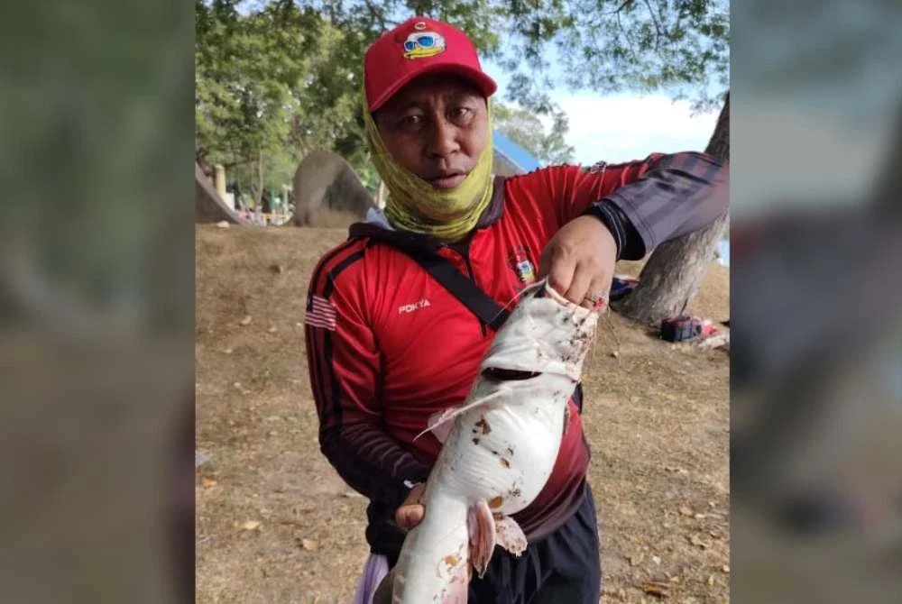 Suria menunjukkan ikan belukang seberat 3.020kg yang membolehkannya muncul juara pertandingan memancing di Pantai Lumut Waterfront.