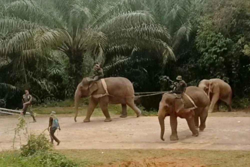 Gajah berkenaan dipindahkan ke habitat yang lebih sesuai bagi mengurangkan konflik antara manusia dan hidupan liar di kawasan berkenaan.. Foto: JELI KITO