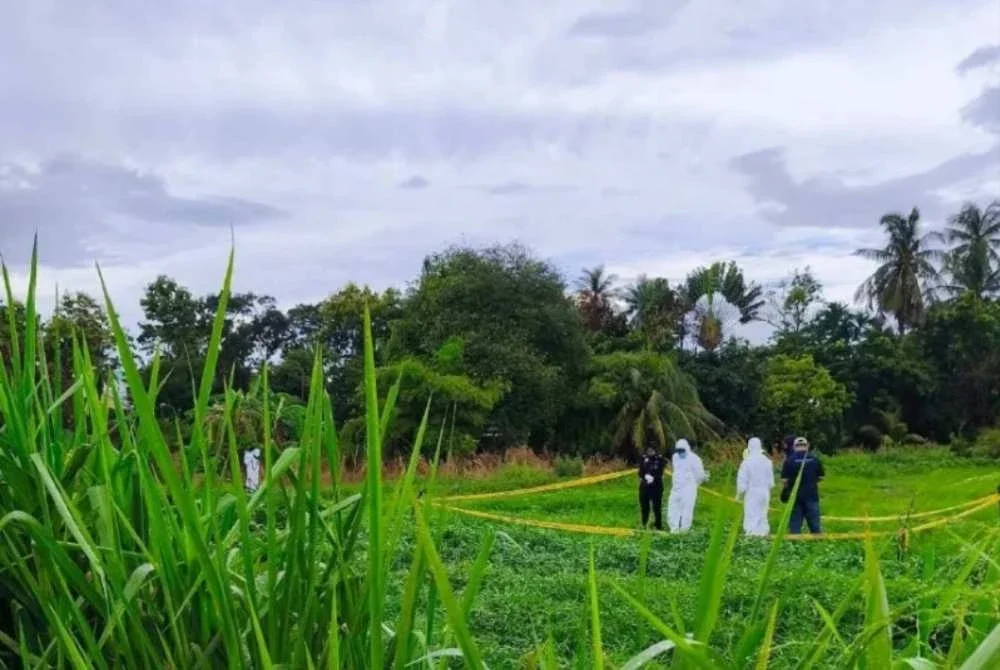 Satu bungkusan guni disyaki berisi rangka manusia yang telah reput ditemukan di kawasan kebun berhadapan sebuah kilang di Kangar. Foto tular