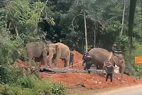 Dua ekor gajah denak bernama Sanum dan Rambai membantu operasi pemindahan seekor gajah liar jantan dewasa yang memasuki kebun buah-buahan dan kelapa sawit sehingga menyebabkan kerugian kepada penduduk di Kampung Sungai Long, Batu Melintang, Jeli sejak 4 Jun lalu. Foto: JELI KITO