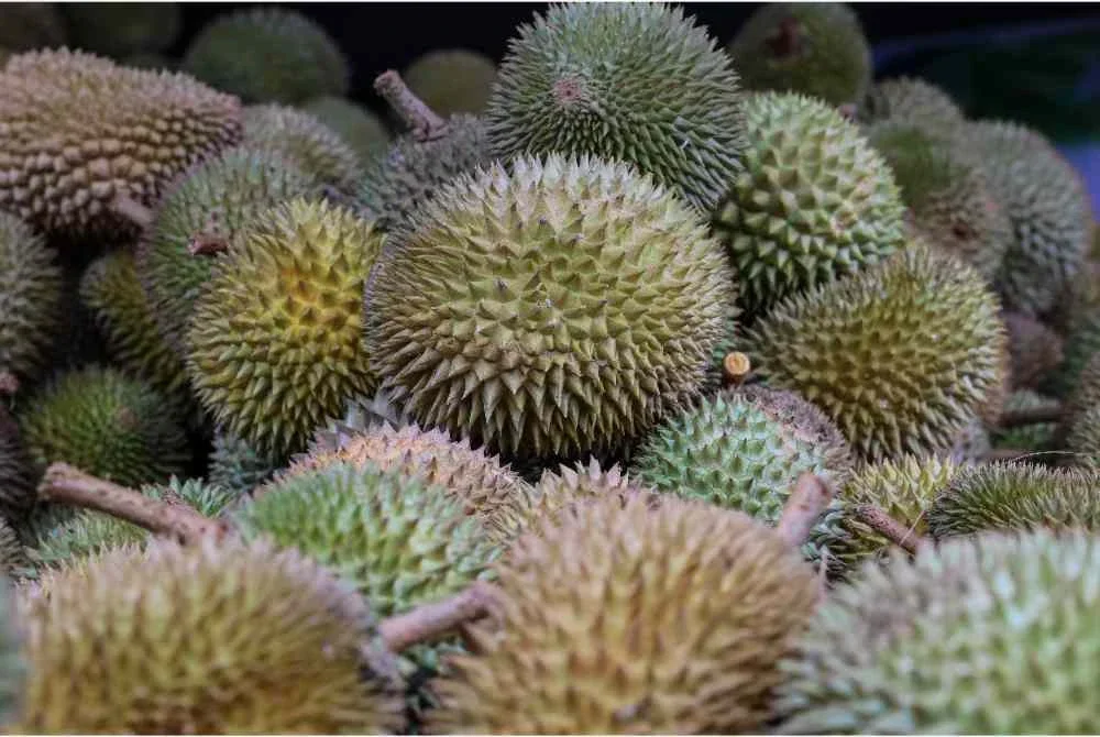 Mereka yang paling terkesan akibat keruntuhan harga durian ini adalah pekebun kecil raja buah itu sendiri. - Gambar hiasan