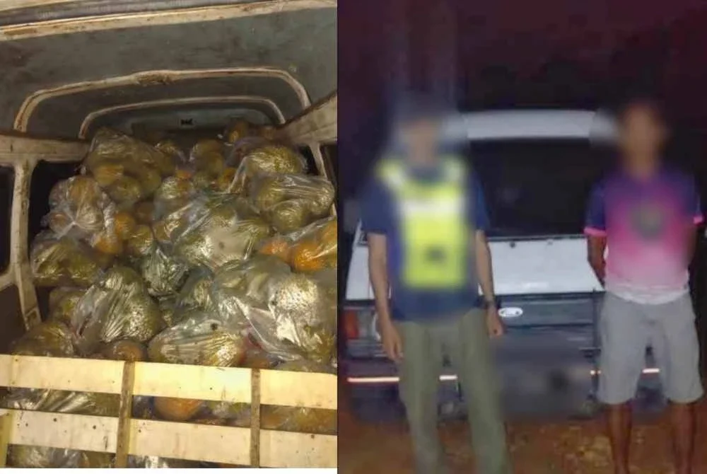 Cubaan menyeludup masuk 1.05 tan durian jenis Musang King dan Mon Thong dari Thailand melalui pangkalan haram ke pasaran tempatan di Kampung Lubok Gong, Rantau Panjang pada Jumaat.