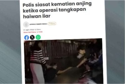 Laporan Sinar Harian berhubung polis siasat kematian anjing ketika operasi tangkapan haiwan liar