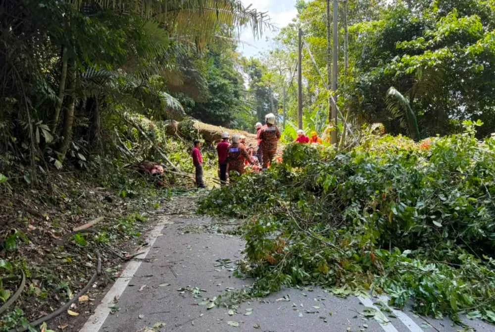 Keadaan di lokasi kejadian pokok tumbang menghempap sebuah kenderaan sehingga meragut empat nyawa pada Isnin.