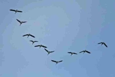 Seekor burung memasuki enjin pesawat pesawat pejuang milik Tatmadaw (Udara), Angkatan Tentera Udara Myanmar mencetuskan kebakaran yang menyebabkan pesawat berkenaan terhempas. Gambar hiasan