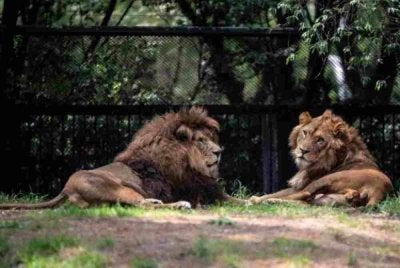 Tiga ekor singa di sebuah zoo di Tokyo mati sejak akhir Julai disyaki akibat cuaca panas yang melampau sepanjang musim panas. Gambar hiasan 