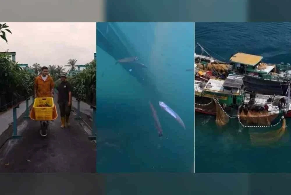 Khairul Aming sendiri sanggup turun ke padang meredah lautan seawal subuh di Setiu, Terengganu bersama nelayan tempatan bagi memahami sendiri proses penangkapan ikan bilis segar dari peti laut.