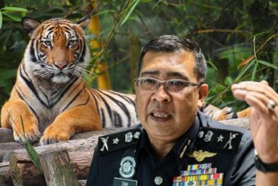 Mohd Zaki memberitahu, sindiket menggunakan 'laluan tikus' untuk melepasi sempadan negara sebelum menceroboh hutan-hutan simpan yang dipercayai menjadi habitat hidupan liar yang menjadi sasaran mereka. Foto: Bernama 