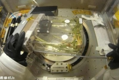 Kru kapal angkasa Shenzhou-23 menuai sekumpulan padi baharu untuk kegunaan percubaan pada fasa seterusnya. Foto sumber CMG
